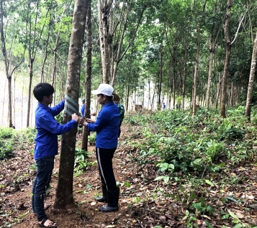 Đoàn Thanh niên Công ty Cổ phần Cao su Sa Thầy nhận trang bị vật tư cho vườn cây mở cạo mới năm 2020