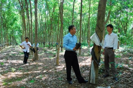 Các công ty cao su Tây Nguyên vượt khó thành công