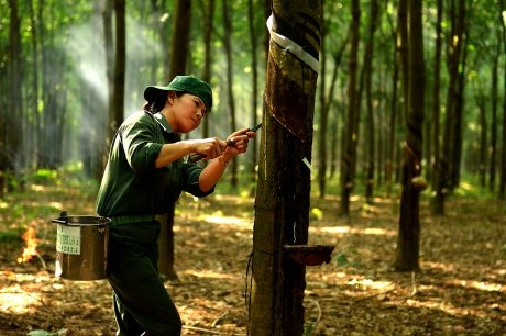 Thi đua khen thưởng: Đòn bẩy để VRG hoàn thành các chỉ tiêu, nhiệm vụ