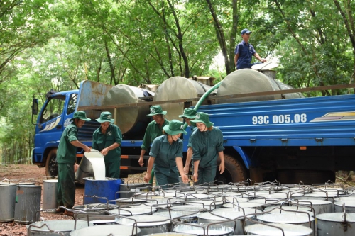 Lao động trước mùa cạo mới: Không còn là vấn đề nan giải