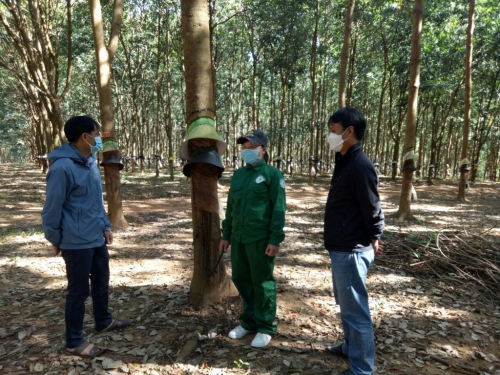 Nông trường Bãi Lau (Cao su Sa Thầy) về đích sản lượng sớm nhất trong công ty