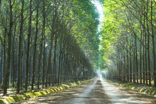 Ngành cao su Việt Nam đồng hành cùng chứng chỉ PEFC phát triển bền vững