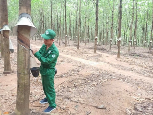 Cao su Sa Thầy: Nhiều giải pháp thu hút và giữ chân người lao động