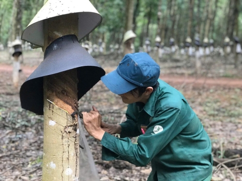 Cao su Sa Thầy – Giải pháp thiết thực để thu hút, tuyển dụng và giữ chân người lao động