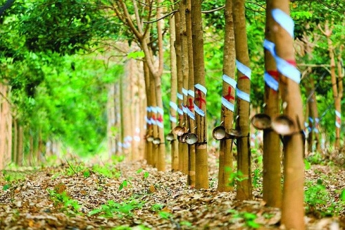 Thị trường cao su tự nhiên: Thời tiết sẽ quyết định xu hướng giá trong trung và dài hạn